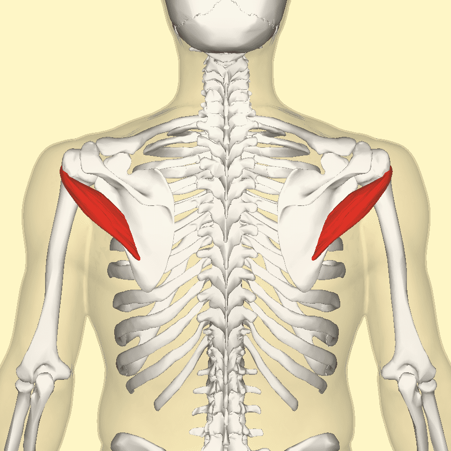 Большая круглая мышца (m. Teres Major)