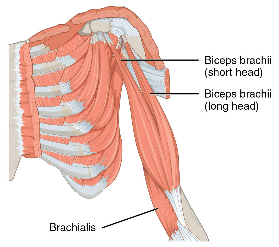 Biceps brachii мышца