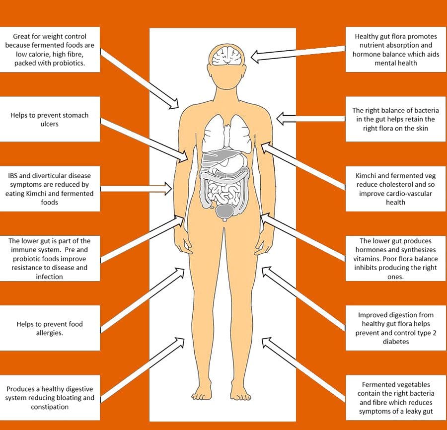 Alimenti fermentati e salute dell'intestino: clinica di medicina funzionale