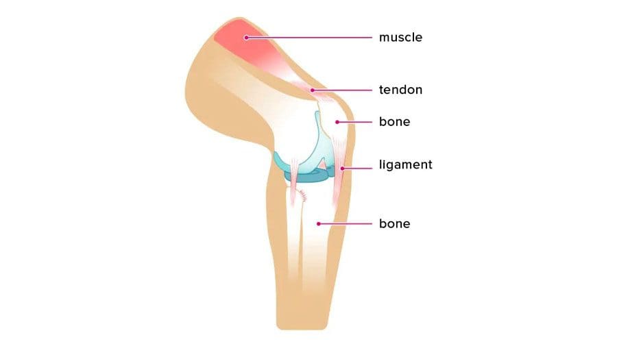 Equipo Quiropráctico de Lesiones de Tendones y Ligamentos