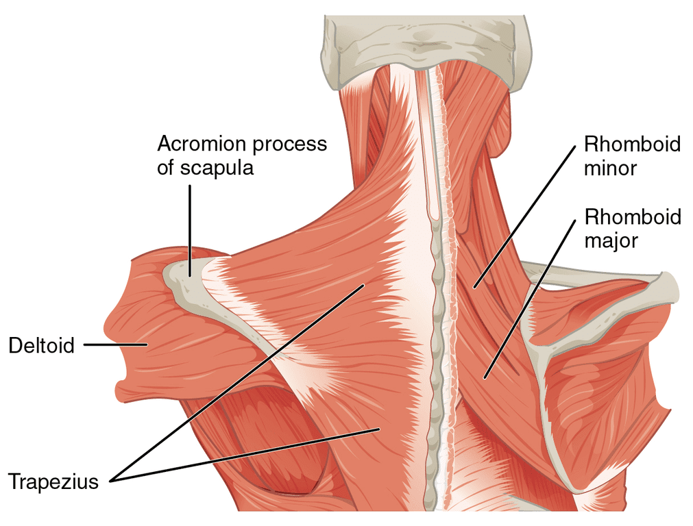 Rhomboid Muscles: Functions and Importance for Healthy Posture
