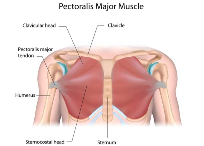 How to Self-Massage the Chest Muscles (Pectoralis Major and Minor)