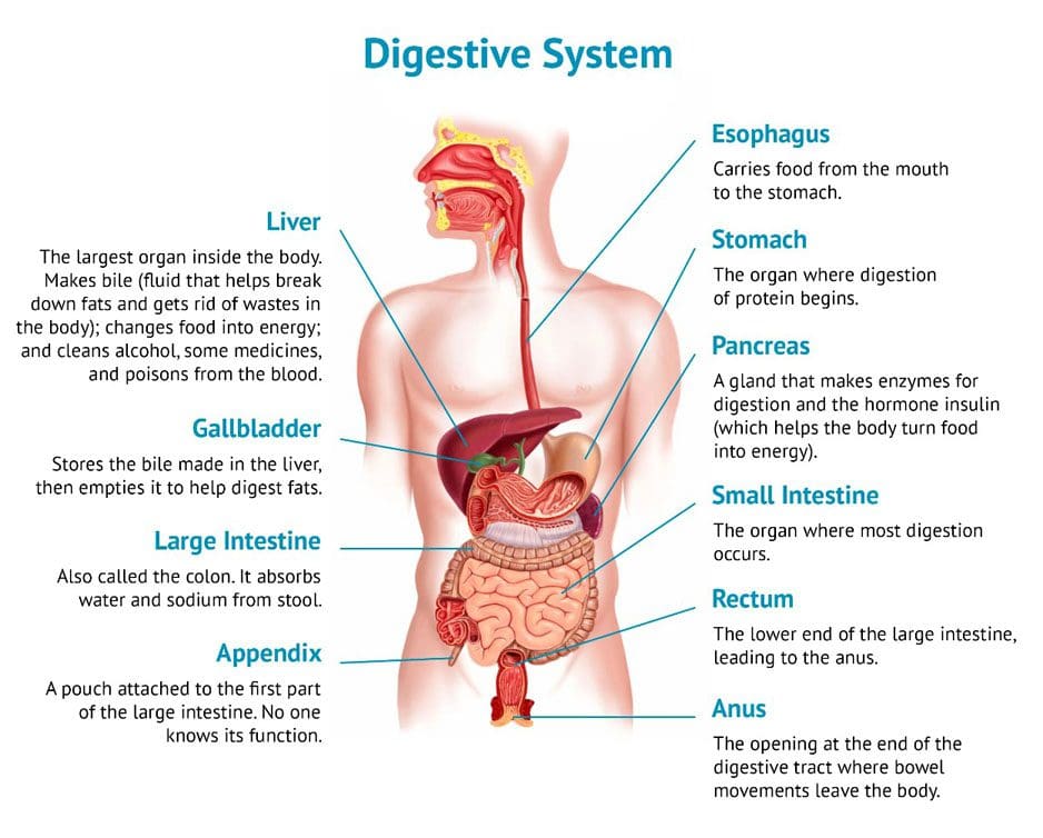 The Digestive Process: Chiropractic Functional Medicine Clinic