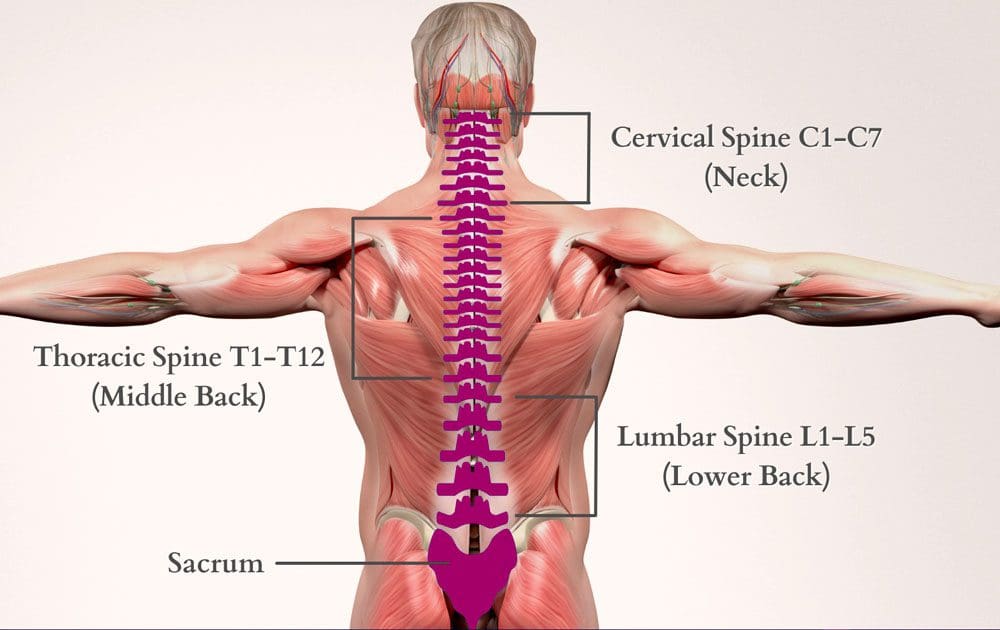 Thoracic Herniated Disc Chiropractor