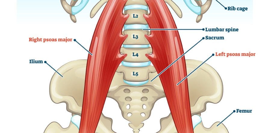 Thigh Low Back Pain Caused By Trigger Points El Paso Back Clinic Thigh Low Back Pain Caused By Trigger Points El Paso Back Clinic