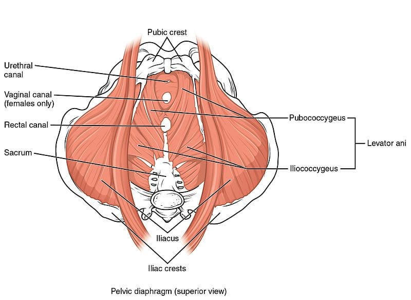 bulbospongiosus trigger points