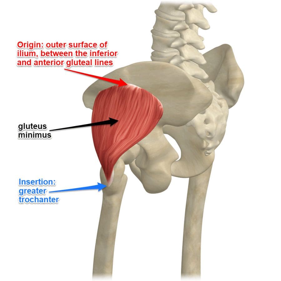 Strength and Stability With Gluteus Minimus Muscles 