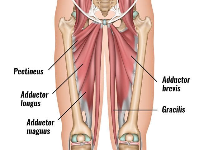 Adductor Magnus Longus Brevis