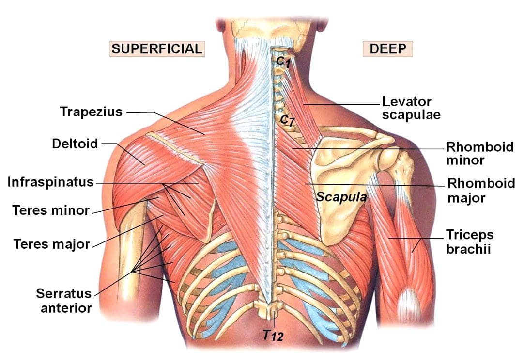 Pulled Back Muscles: Chiropraktický tím EP