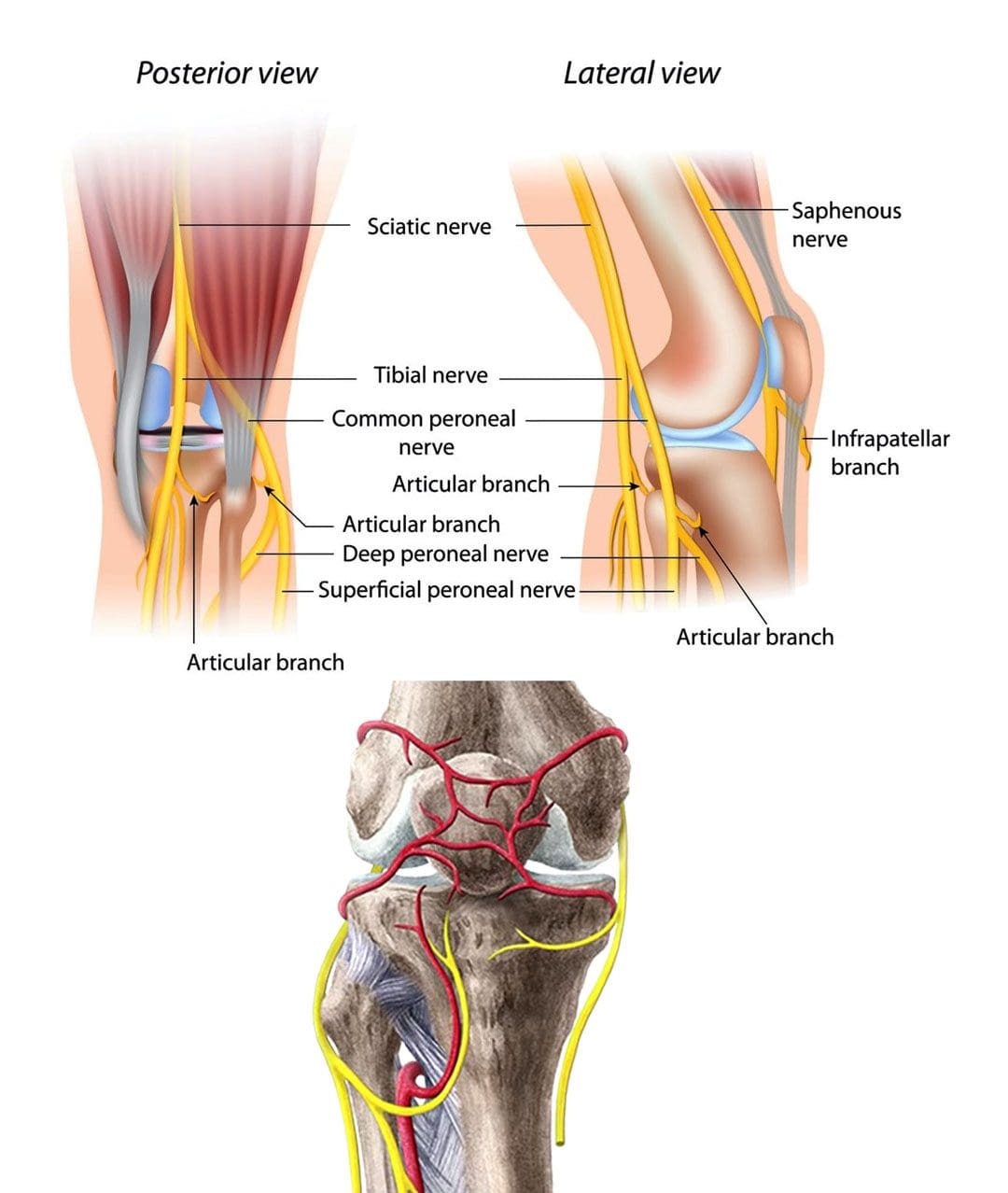 Knee Neuropathy: EP's Chiropractic Team