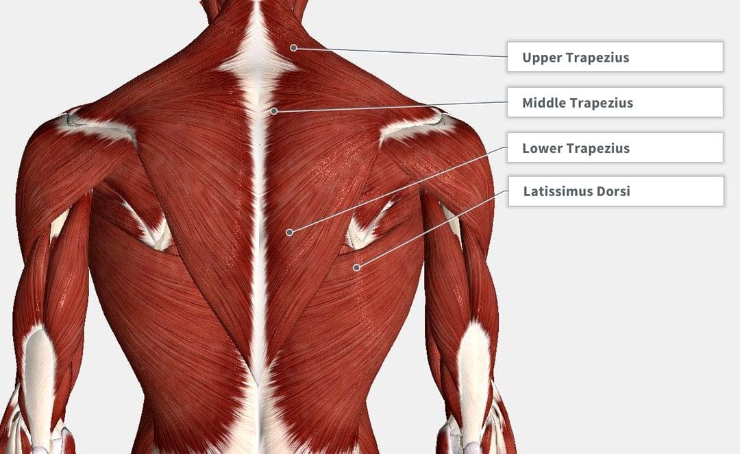 Tight middle back online muscles