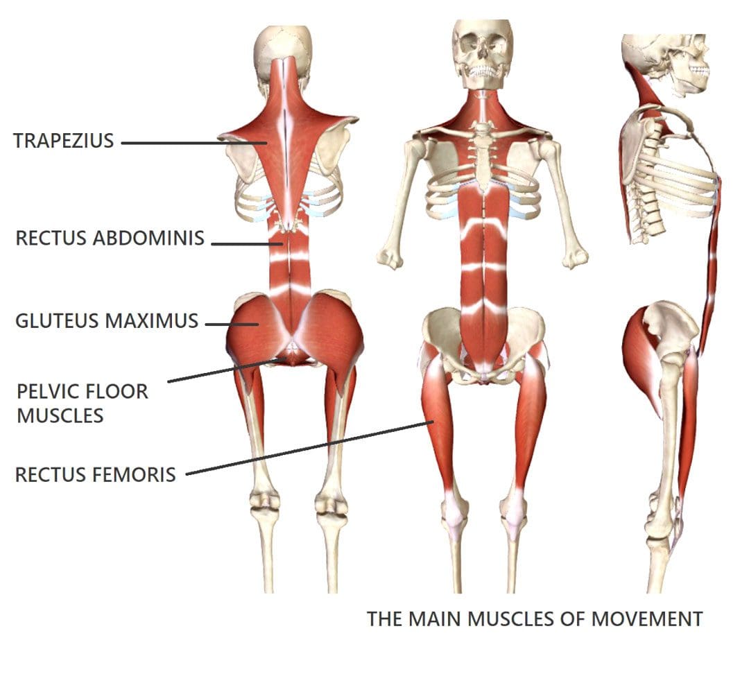 Posture Adjustments Affects On The Muscles: Injury Medical Team