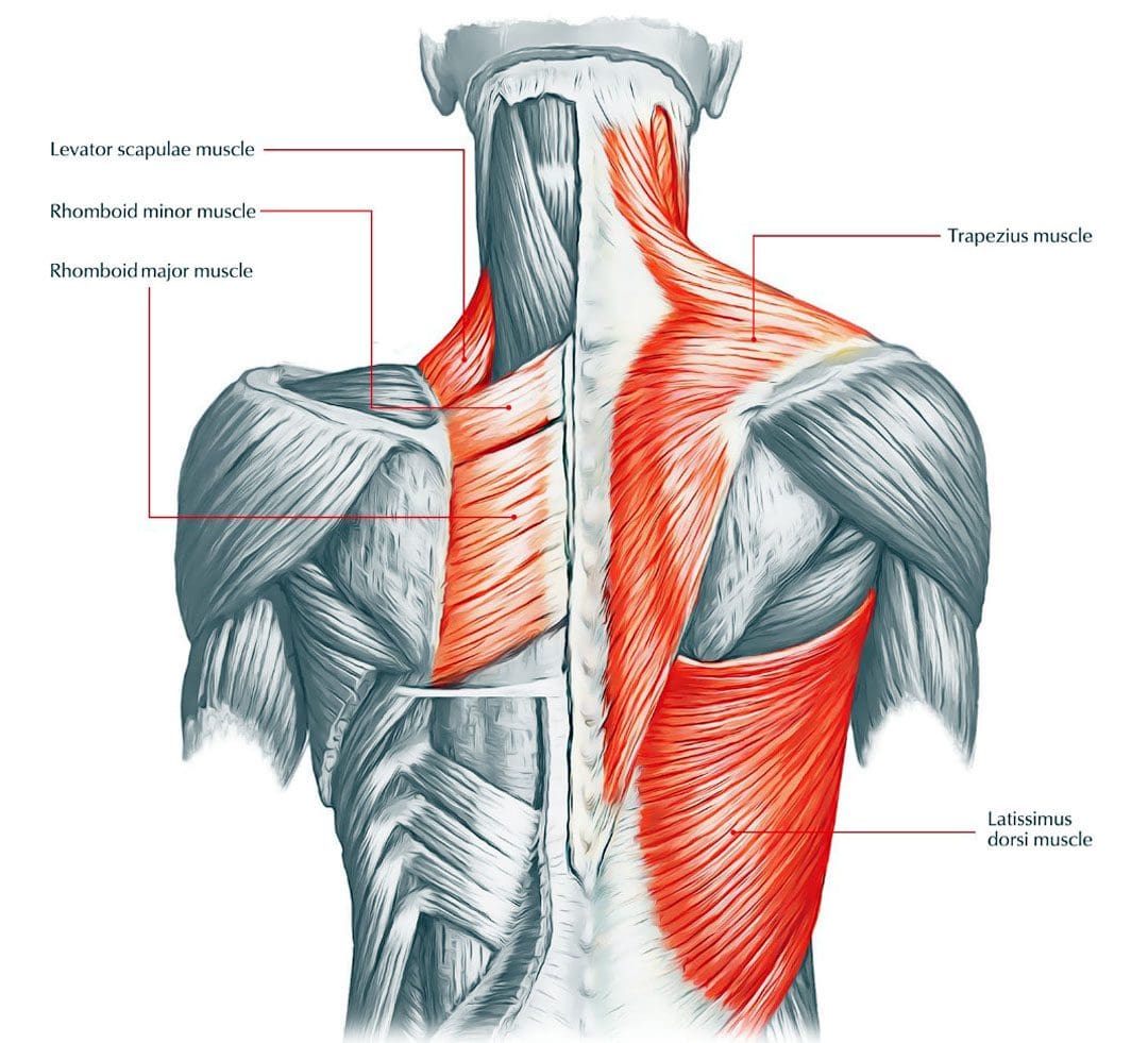 Tight Back Muscles El Paso s Chiropractic Functional Wellness Team