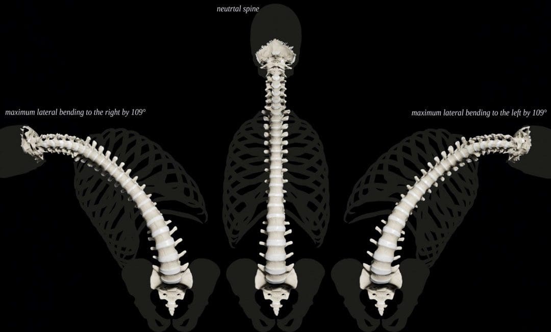 Vertebrae ka badan Rotated: EP Kooxda Waxqabadka Laf-dhabarta