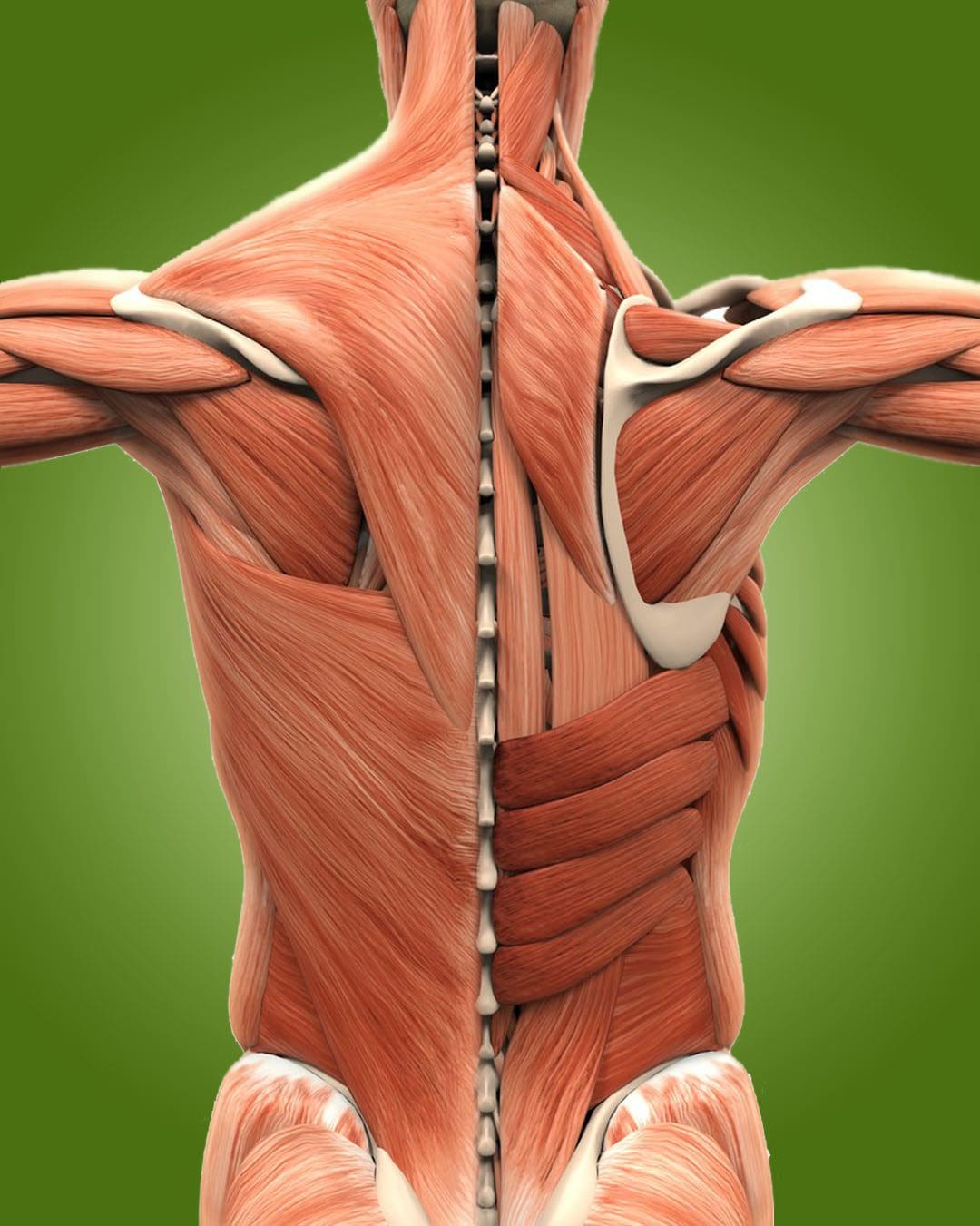 Years of Back Muscle Rigidity: EP Chiropractic Injury Team