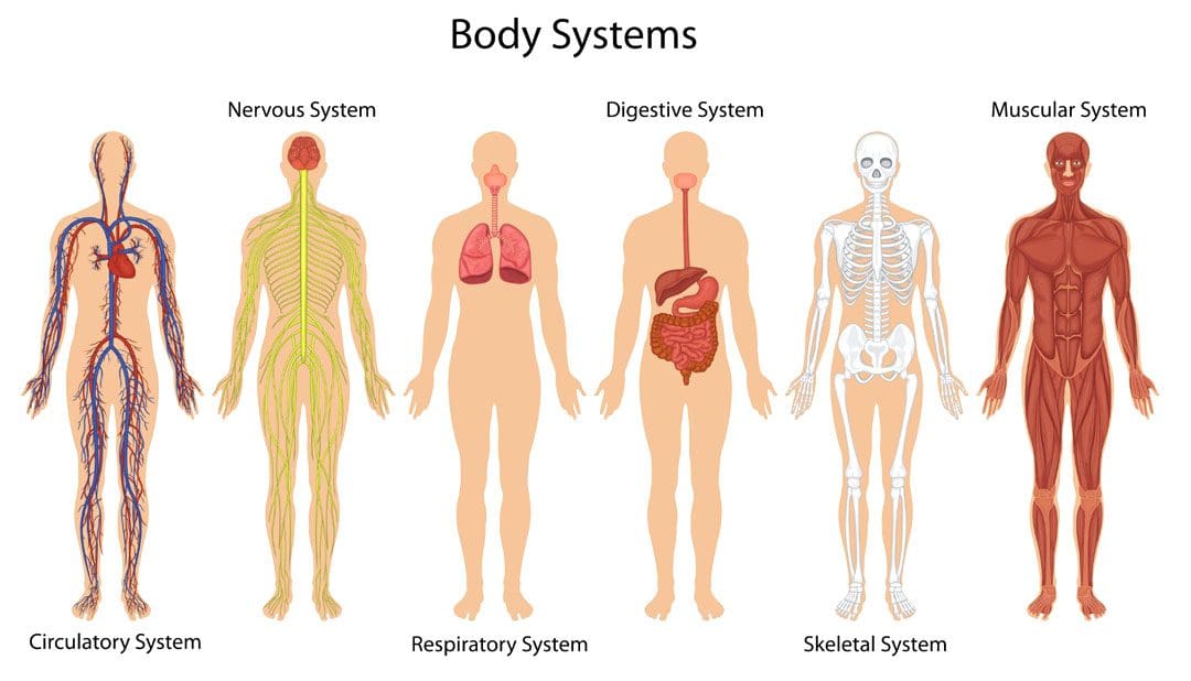 Nutrición y atención quiropráctica: especialistas funcionales de EP