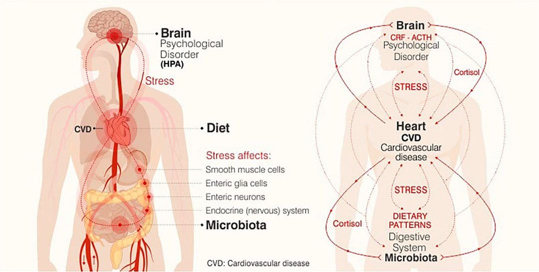 Foods For Stress: EP Chiropractic Functional Team