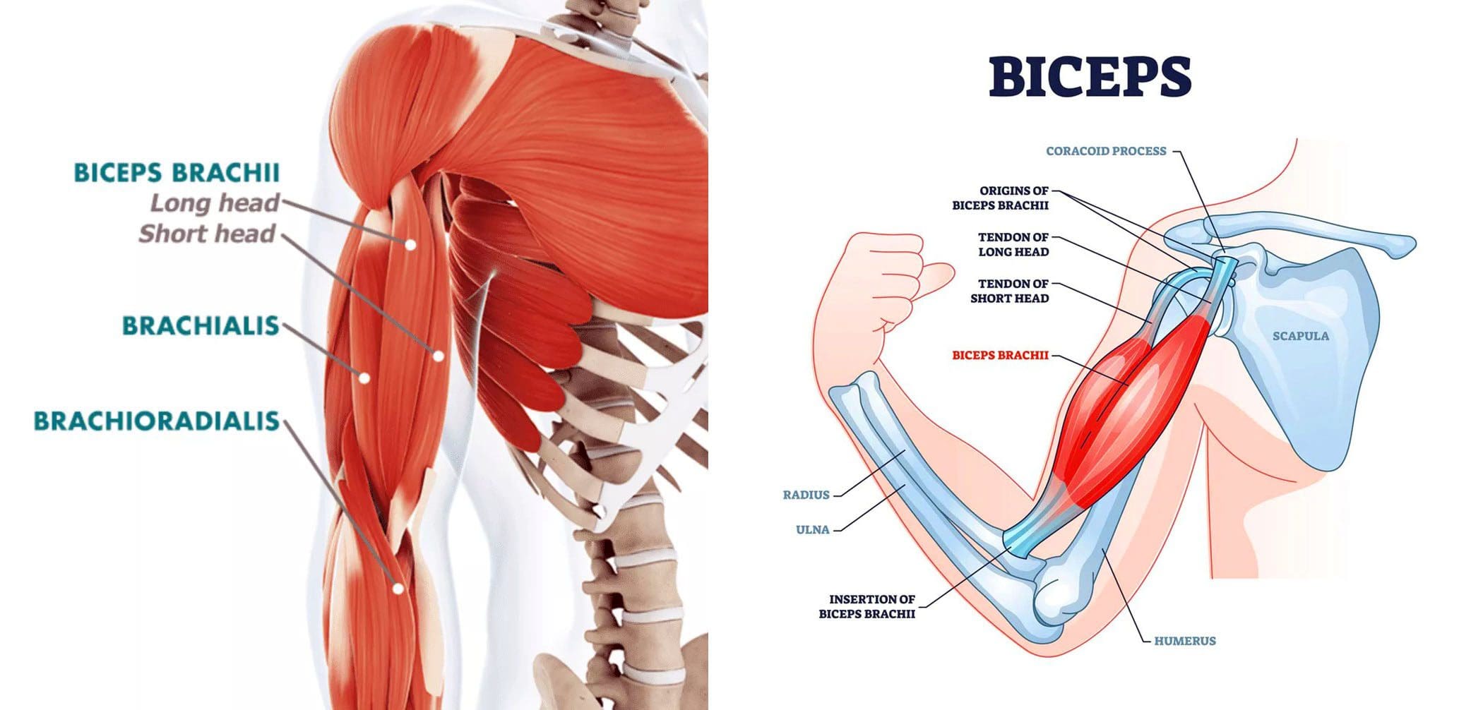 bicep curls diagram