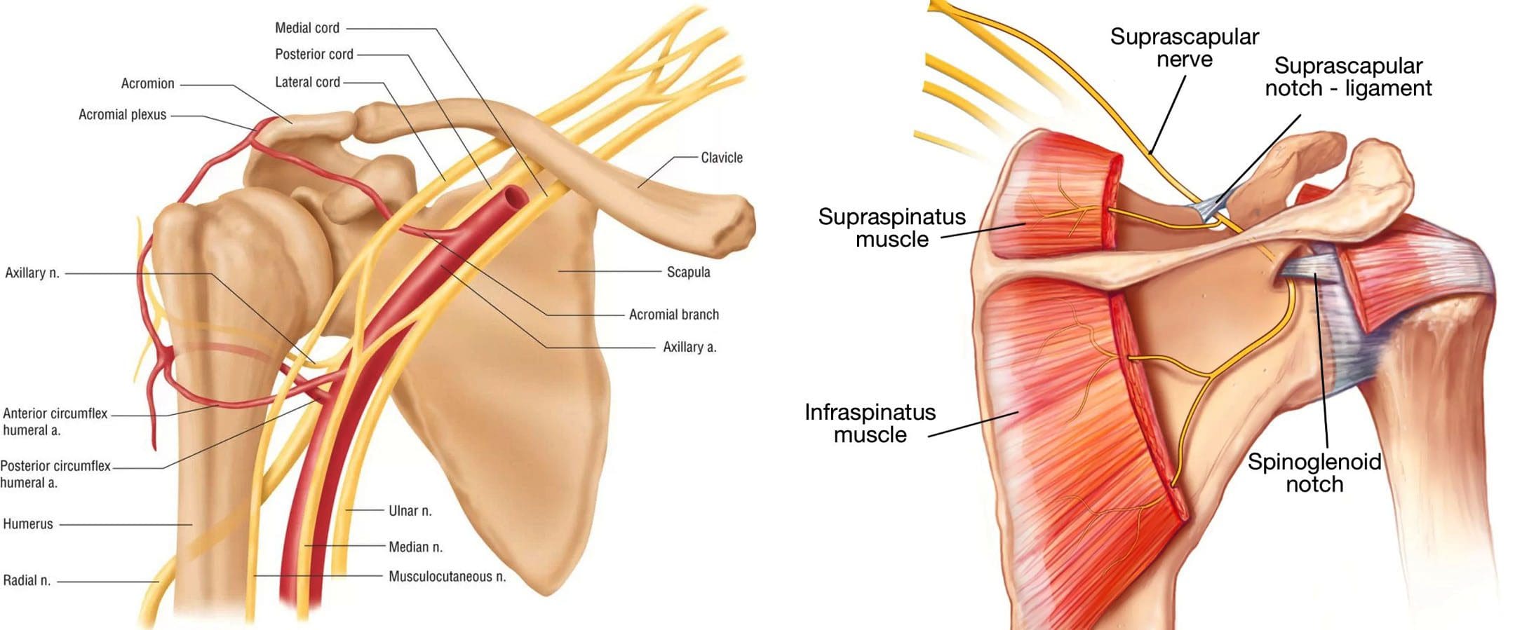 Shoulder Nerve Pain: EP's Functional Chiropractic Clinic