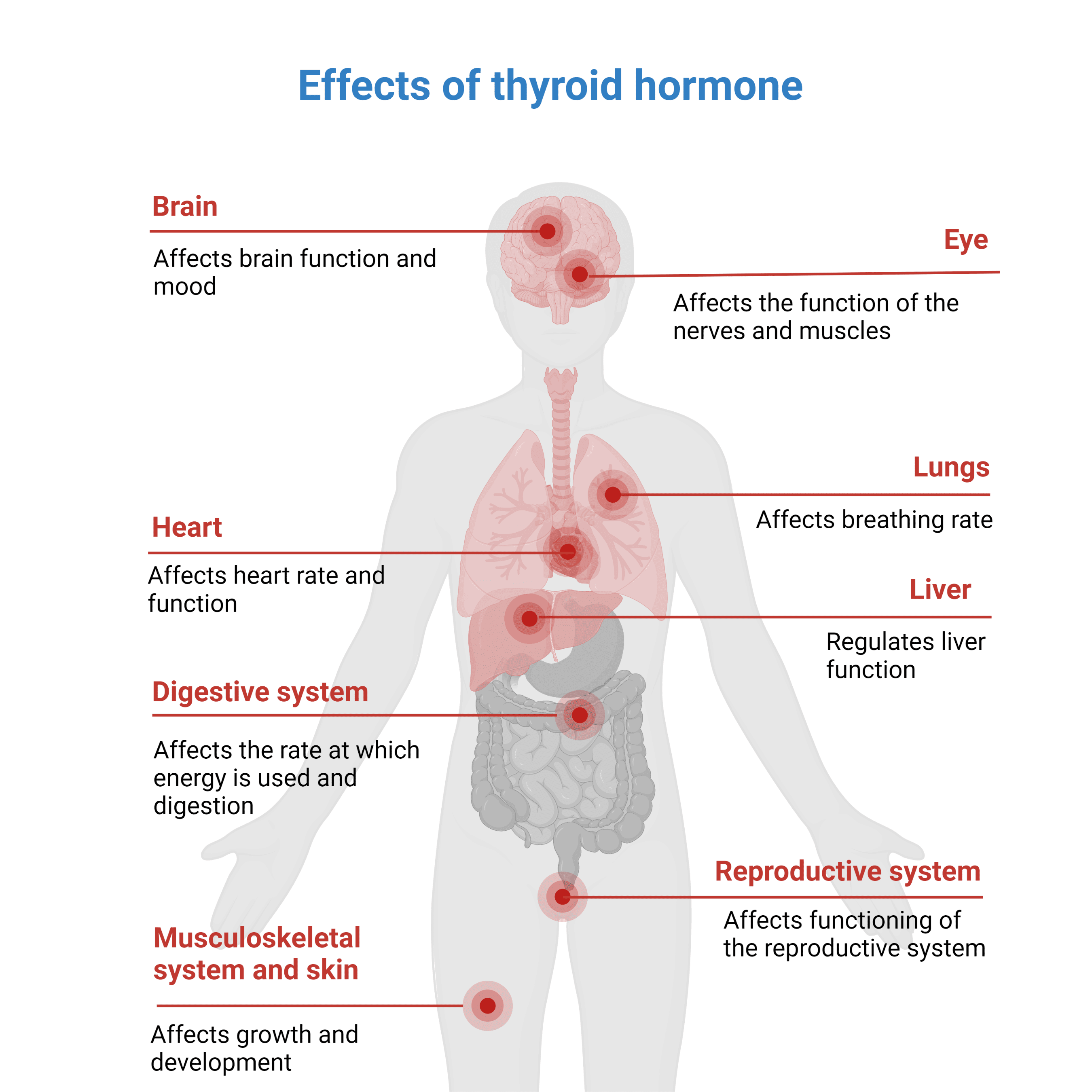 Thyroid Hormone Imbalances MET Therapy EP Wellness Functional 