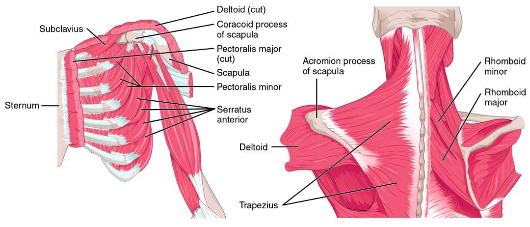 Middle Back Trigger Points: EP's Chiropractic Injury Specialists