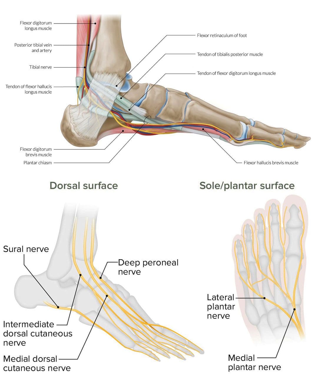 What Causes Nerve Pain In The Foot?