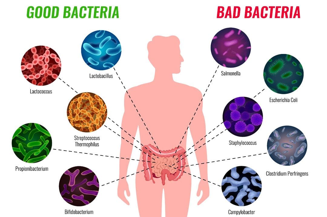 Mantener el equilibrio de la flora intestinal