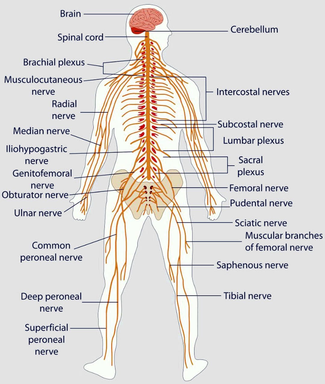 Ukulawula i-Paresthesia: Nciphisa i-numbness kunye nokubetha emzimbeni