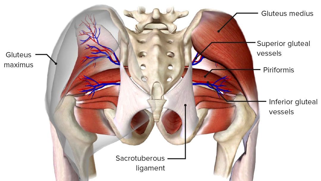 Dormant Butt Syndrome: The Role of the Glutes