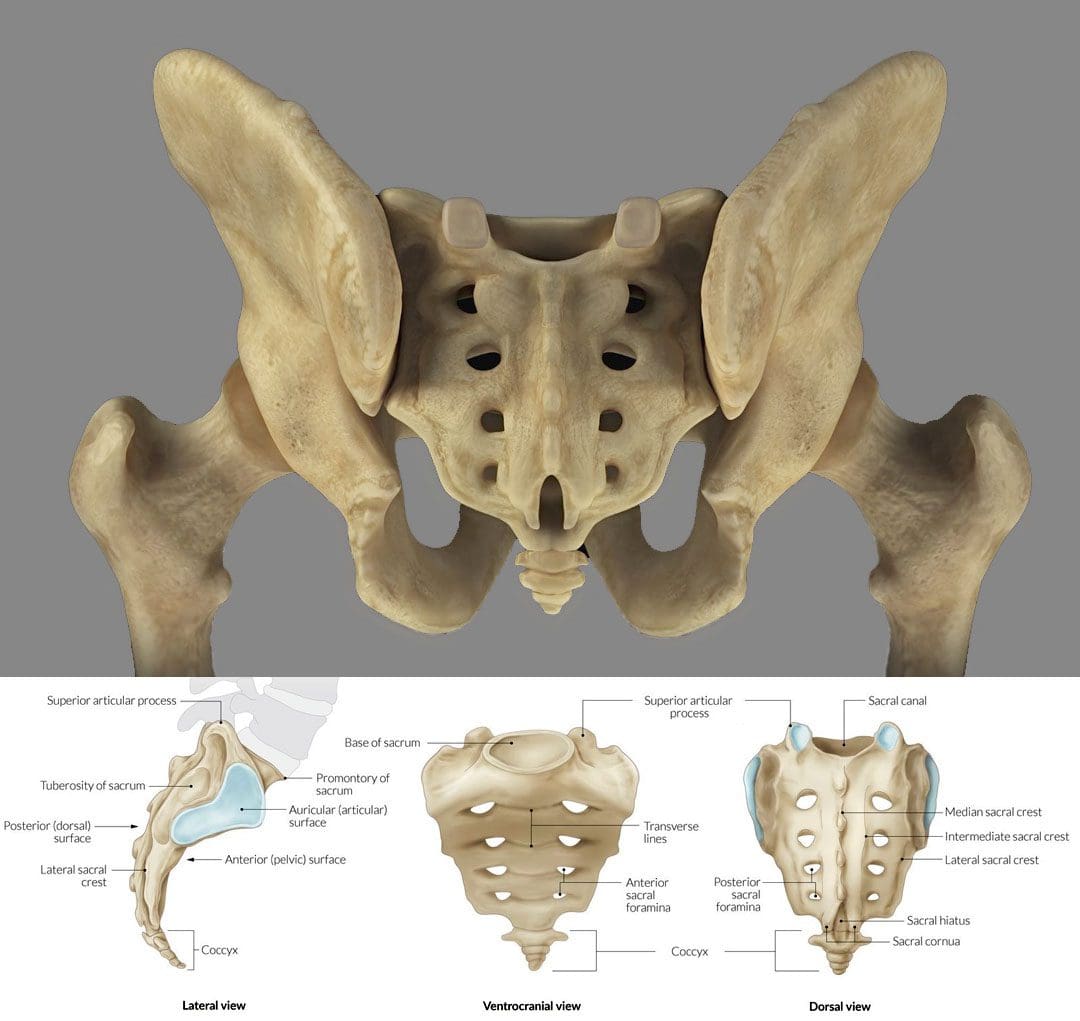 Understanding the Sacrum: Shape, Structure and Fusion