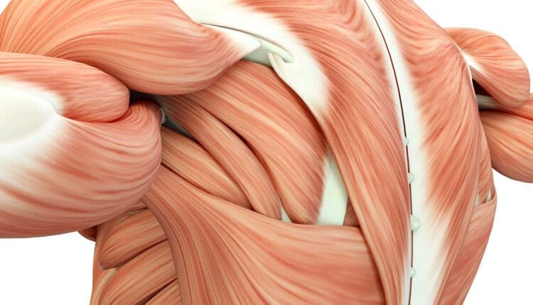 Length of Time to Notice Changes in Muscle Tightness