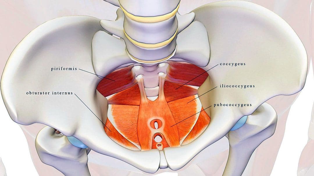 Discover What Pelvic Floor Physical Therapy Can Do For You 