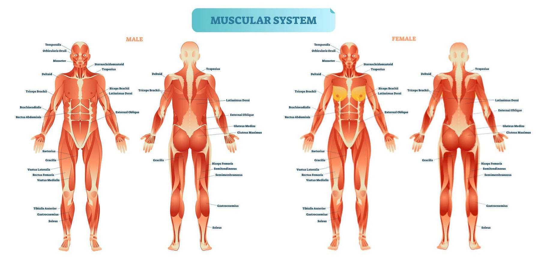 Building Muscle: Understand Protein Synthesis and Growth 