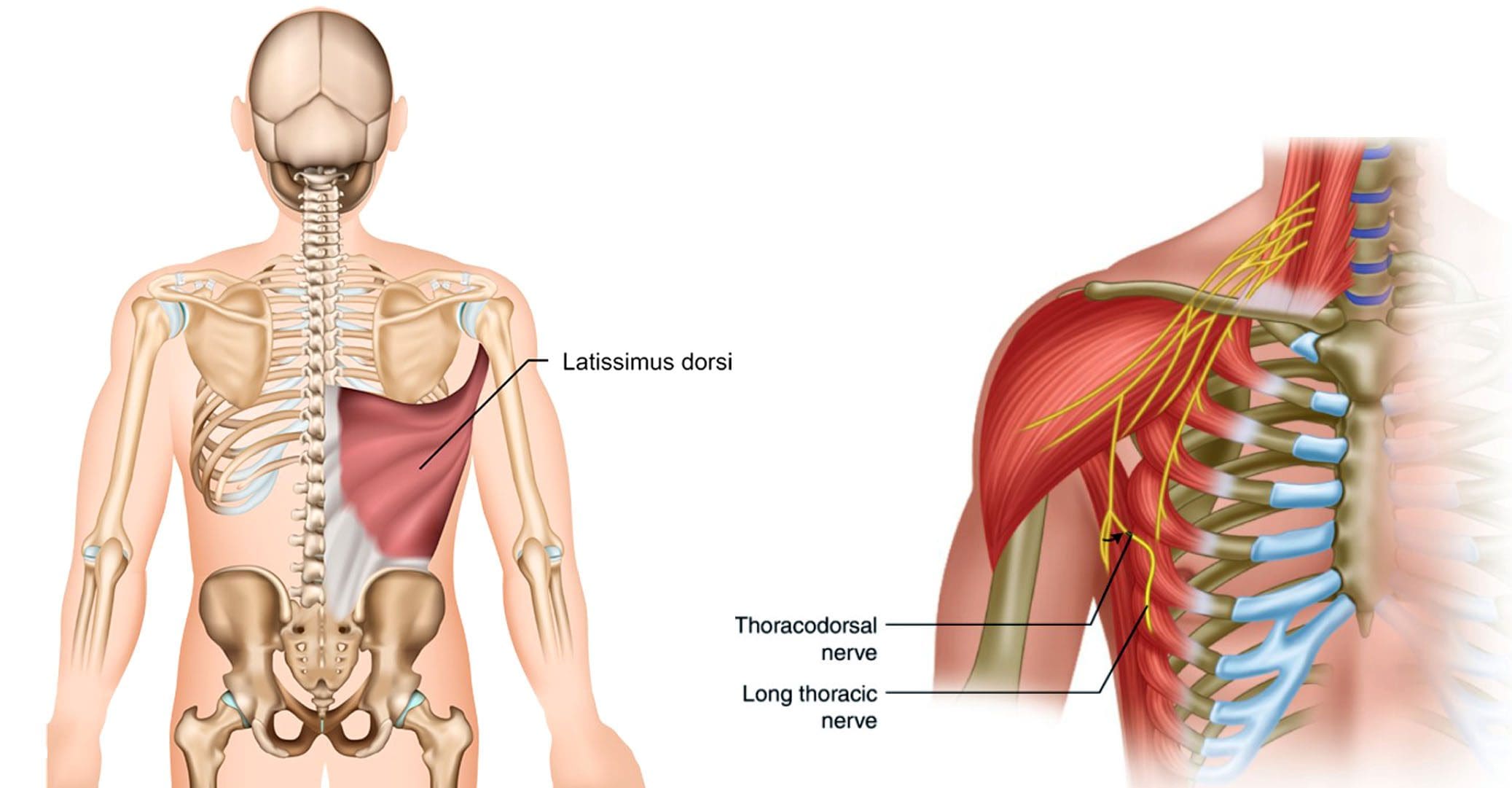 A Comprehensive Look at the Thoracodorsal Nerve