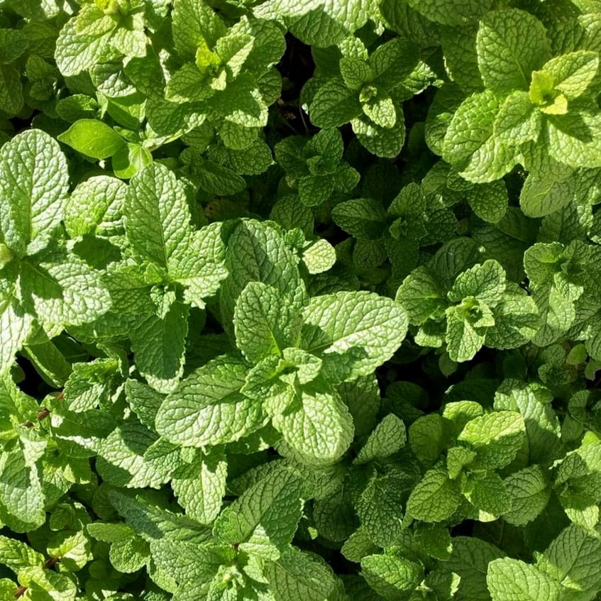 Peppermint: A Natural Remedy for Irritable Bowel Syndrome