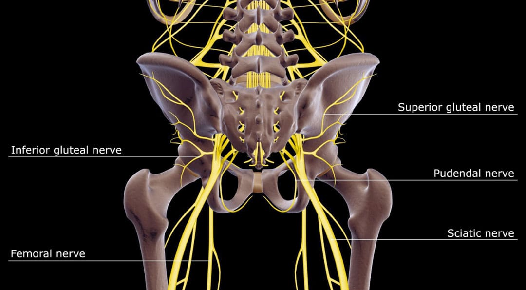 The Role of Pudendal Nerve in Chronic Pelvic Pain