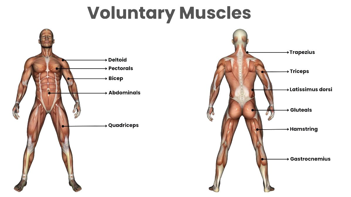 Exploring the Role of Voluntary Muscles in Body Control