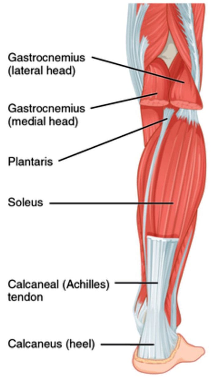Plantaris Muscle Tear: Symptoms, Diagnosis, and Recovery
