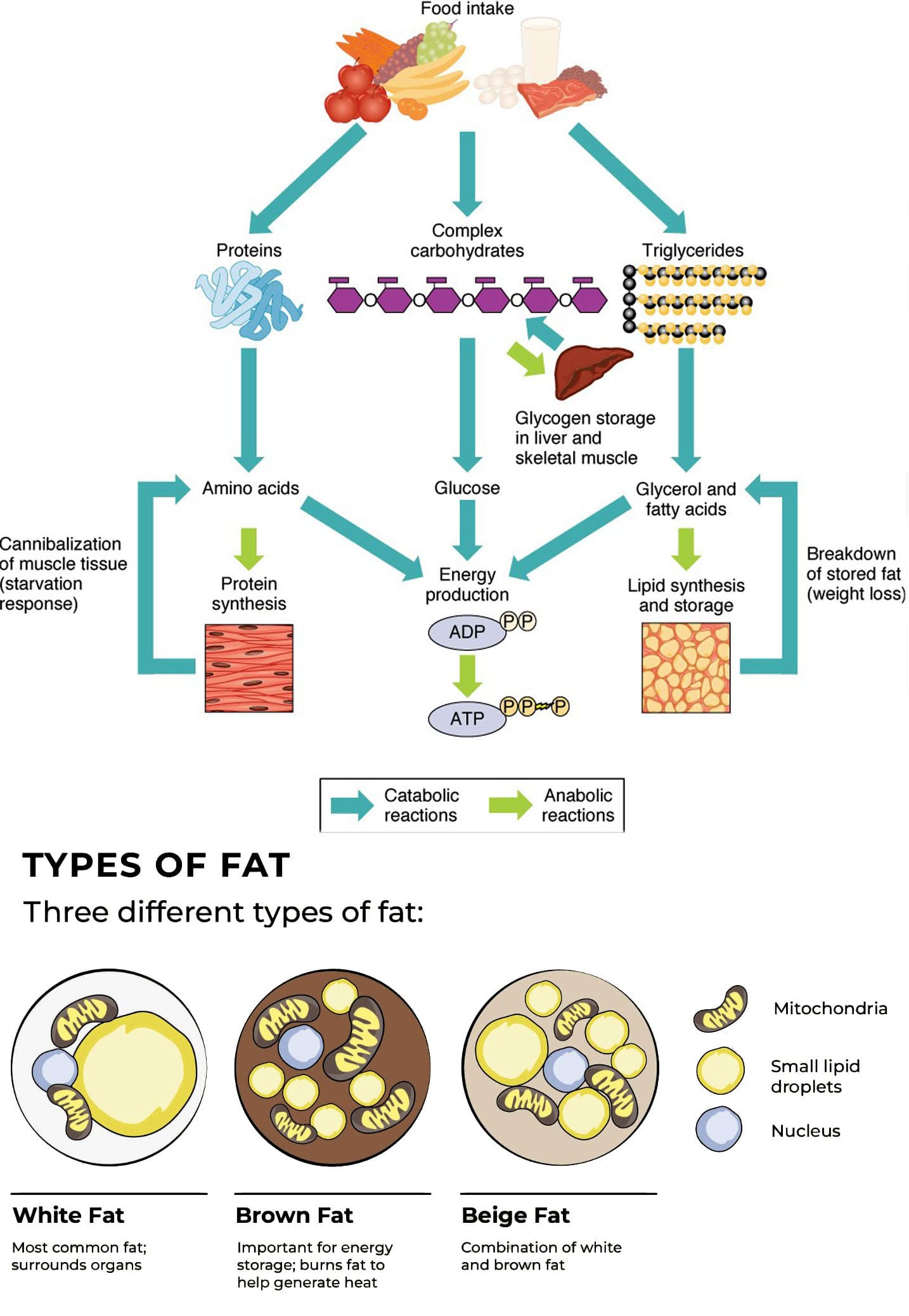 Unlocking the Power of Fat: Energy Conversion Explained