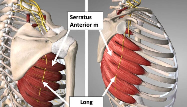 The Role of the Long Thoracic Nerve in Shoulder Stability