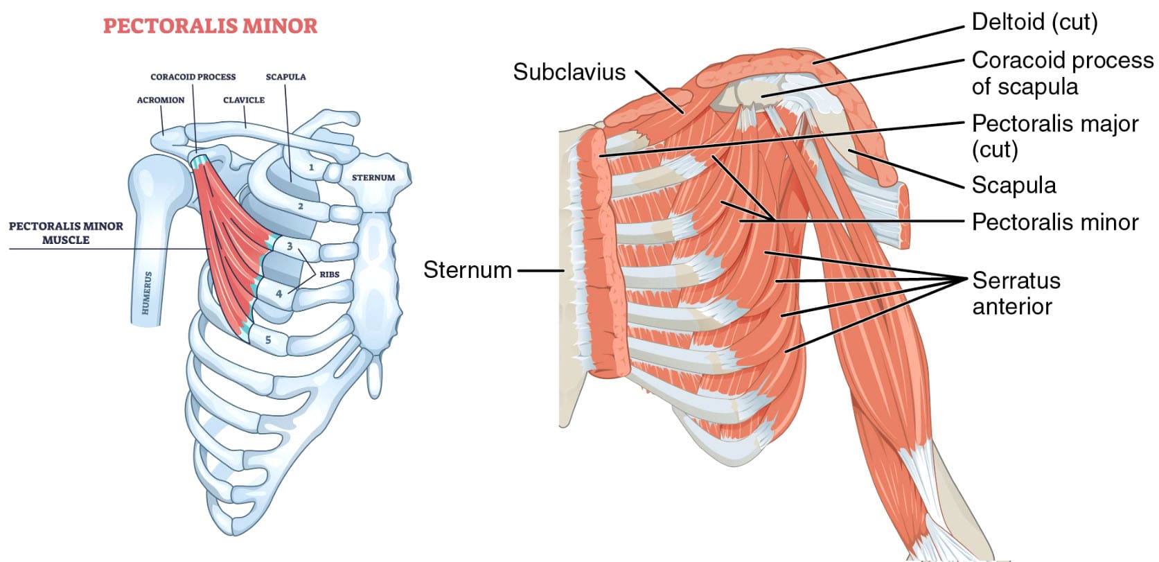 Pectoralis Minor and Its Role in Posture Improvement
